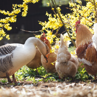 Guard Geese for Chickens and Ducks